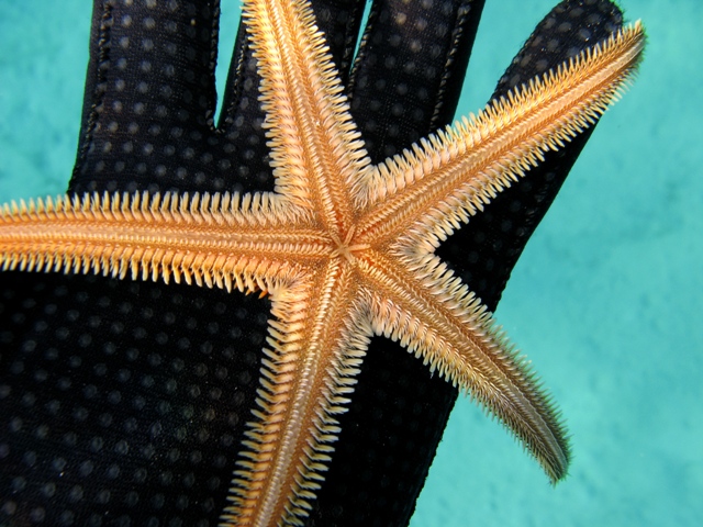 Astropecten bispinosus (Otto, 1823)